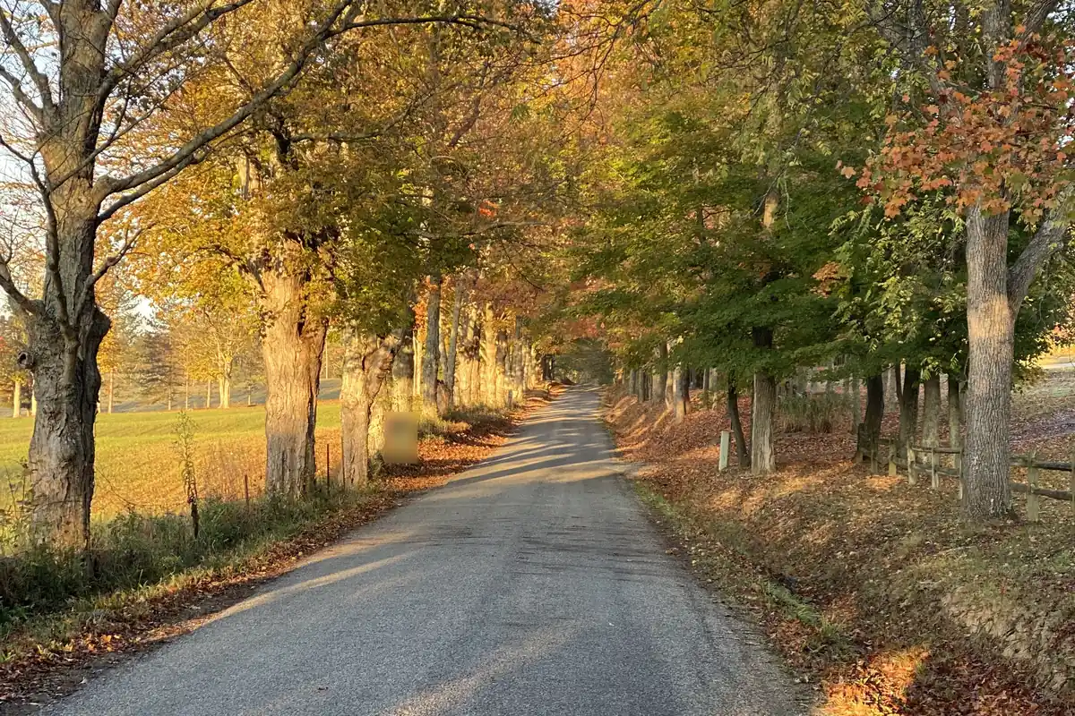 Golden leaves arch above a quiet country road.